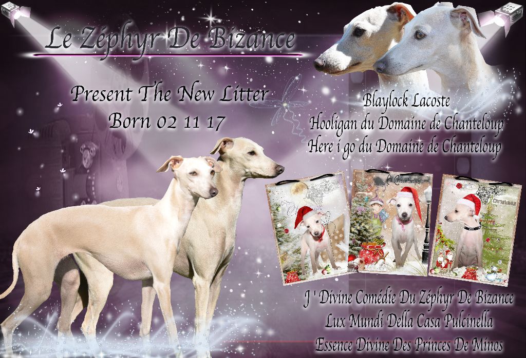 Chiot Petit Levrier Italien Du Zéphyr De Bizance